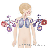 Lunge eines Kindes mit Bronchien und Lungenbläschen
